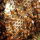 蜜蜂怎么养殖_蜜蜂的养殖方法
