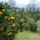 橘子怎么种植_橘子的养殖方法