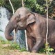 大象的生活环境是什么_大象的生活环境及特点